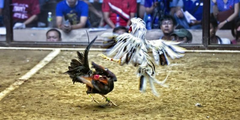 233 leyuan xổ số miền bắc hôm quả