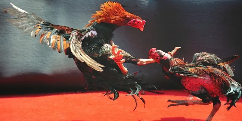 233 leyuan c1 gà chọi