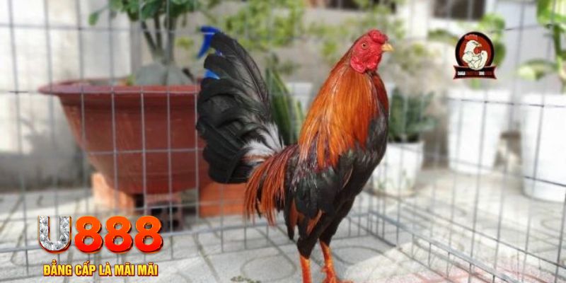 233 leyuan game máy bay nổ hũ