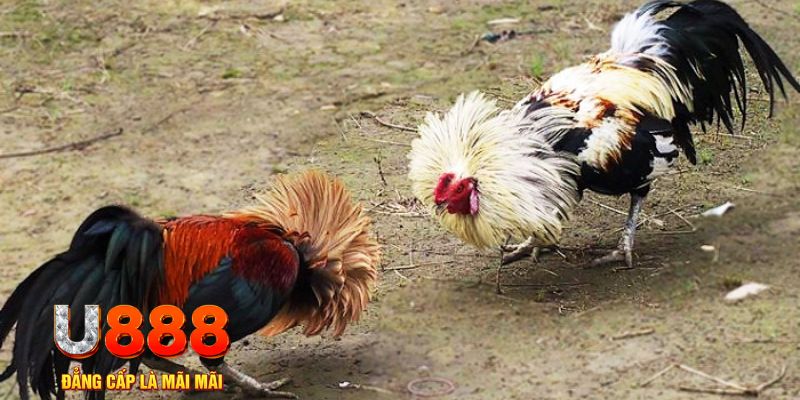 233 leyuan game nổ hũ là gì